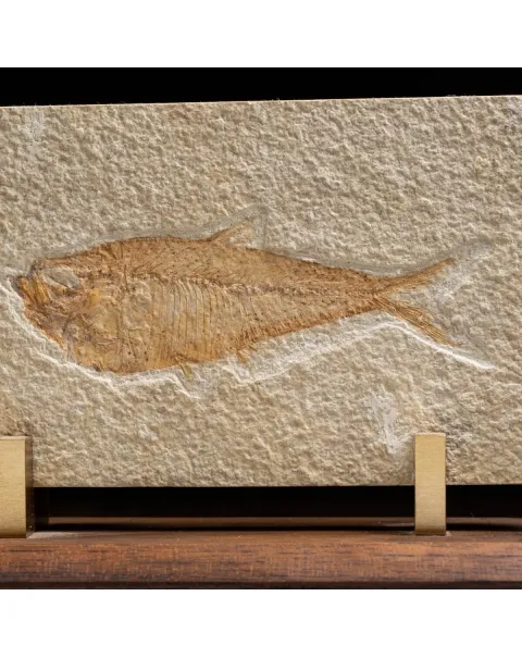 Knightia Fossile su base