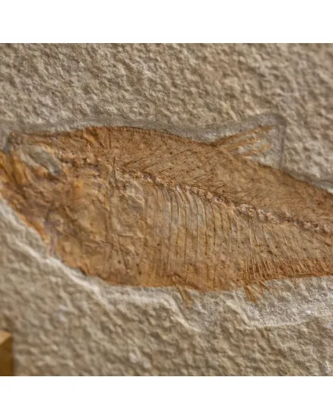 Knightia Fossile su base
