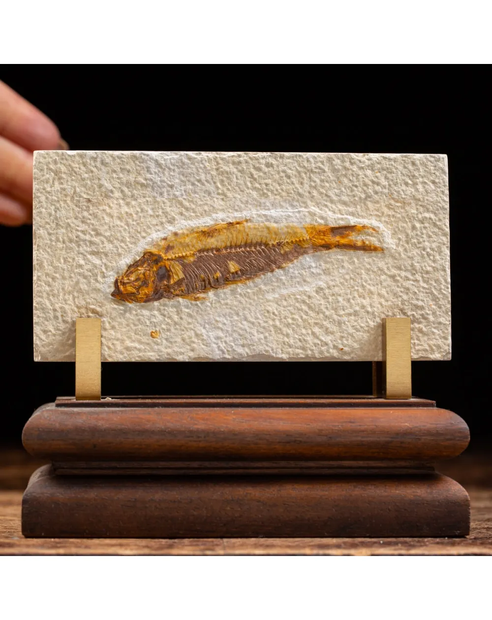 Knightia Fossile su base