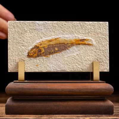 Knightia Fossile su base