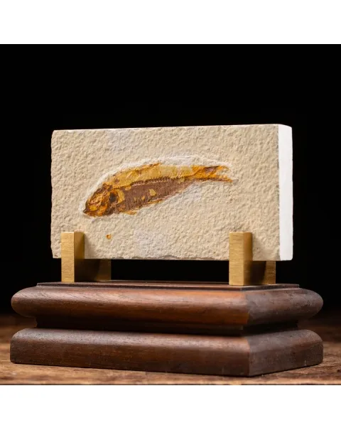 Knightia Fossile su base