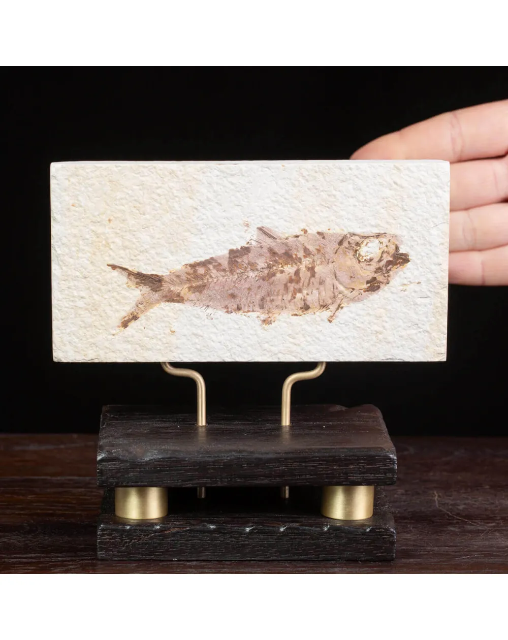 Lastra con fossile di Knightia su base in legno e ottone.