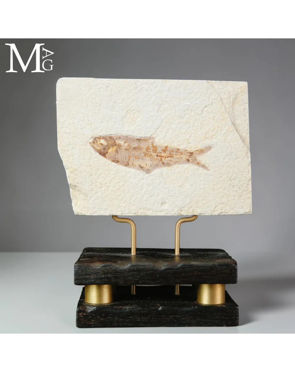 Knightia dell’Eocene dalla Green River Formation su Base in Legno e Ottone