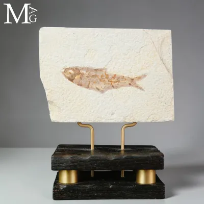 Knightia dell’Eocene dalla Green River Formation su Base in Legno e Ottone