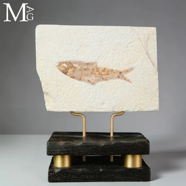 Knightia dell’Eocene dalla Green River Formation su Base in Legno e Ottone
