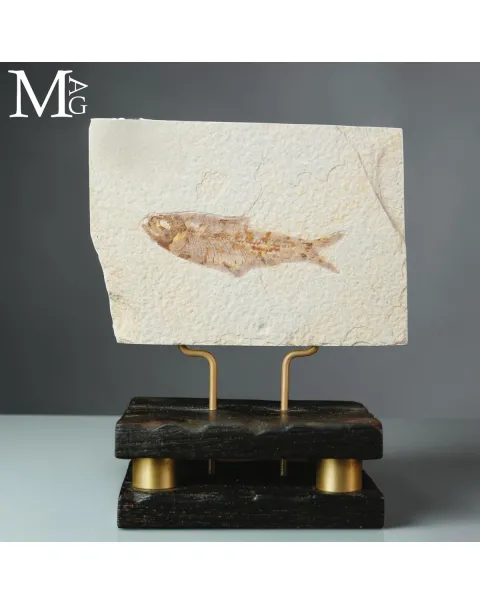 Knightia dell’Eocene dalla Green River Formation su Base in Legno e Ottone