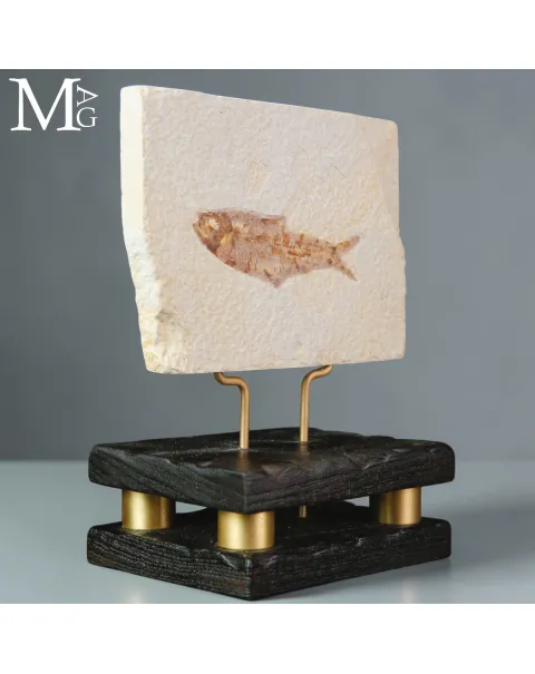 Knightia dell’Eocene dalla Green River Formation su Base in Legno e Ottone