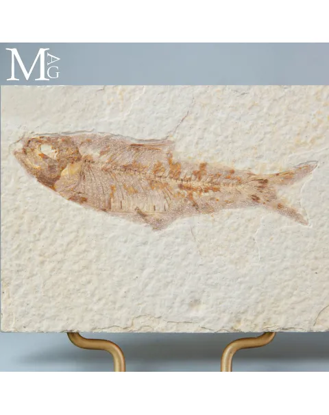 Knightia dell’Eocene dalla Green River Formation su Base in Legno e Ottone