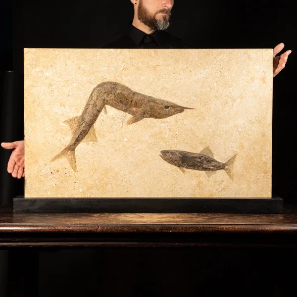 Aspidorhynchus e Rhacolepis Buccalis Fossile su base