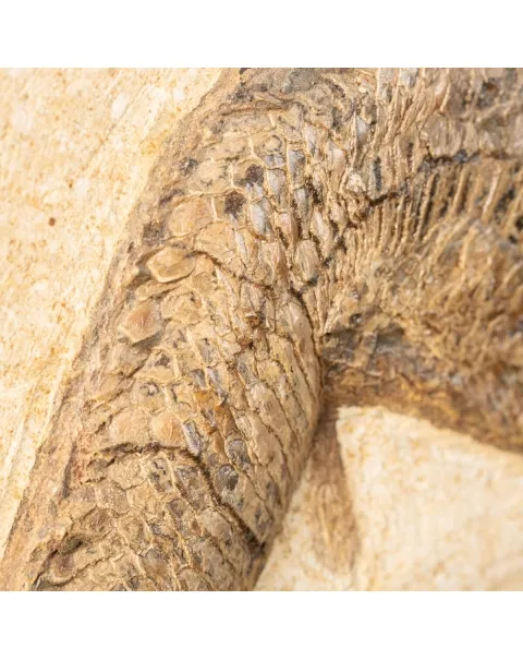 Aspidorhynchus e Rhacolepis Buccalis Fossile su base