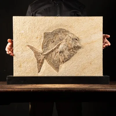Proscinetes Fossile su base