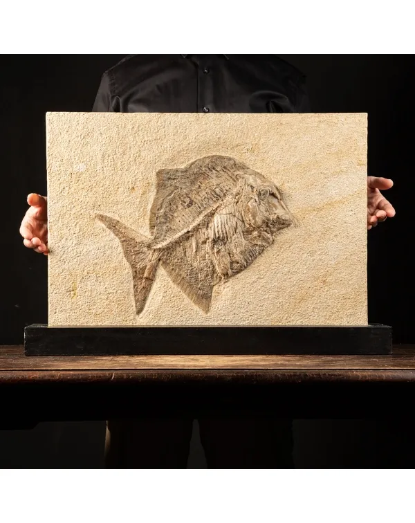Proscinetes Fossile su base