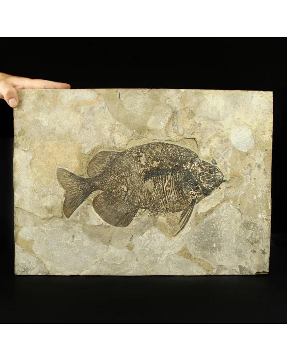 Phareodus Fossile su lastra