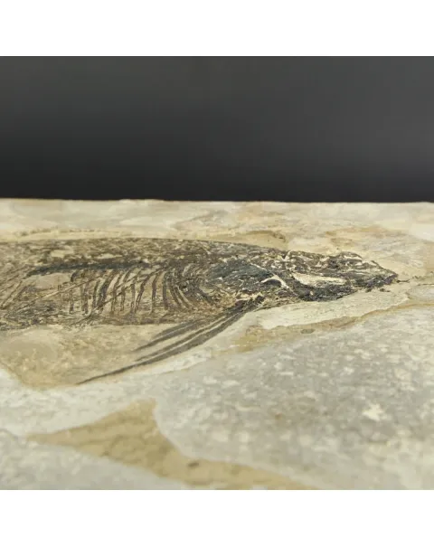 Phareodus Fossile su lastra