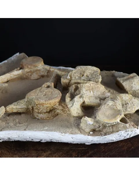 Plesiosaurus Dolichodeirus