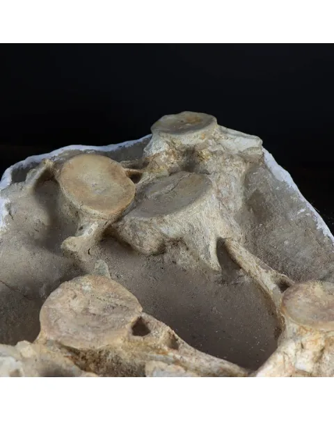 Plesiosaurus Dolichodeirus