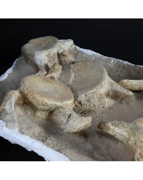 Plesiosaurus Dolichodeirus