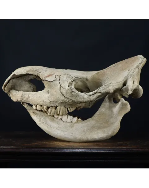 Cranio Fossile Rinoceronte Lanoso