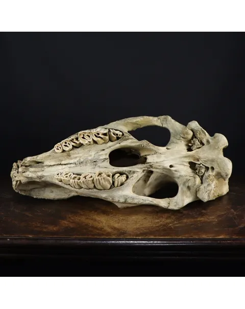 Cranio Fossile Rinoceronte Lanoso