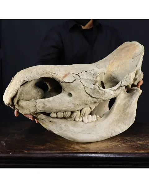 Cranio Fossile Rinoceronte Lanoso