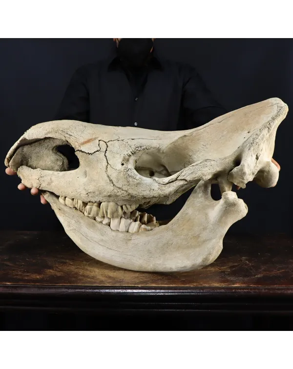 Cranio Fossile Rinoceronte Lanoso