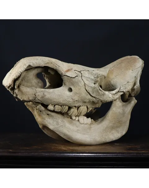 Cranio Fossile Rinoceronte Lanoso
