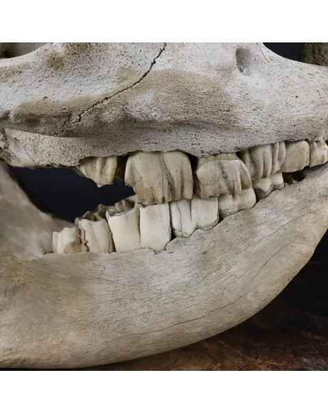 Cranio Fossile Rinoceronte Lanoso