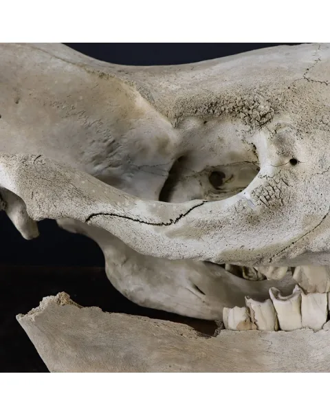 Cranio Fossile Rinoceronte Lanoso