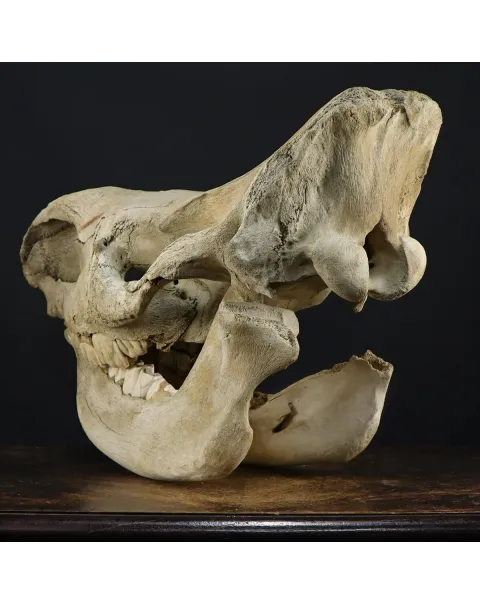 Cranio Fossile Rinoceronte Lanoso