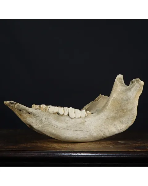 Cranio Fossile Rinoceronte Lanoso