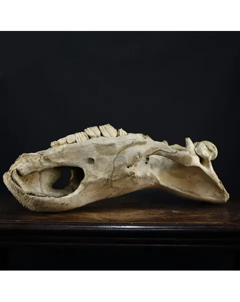 Cranio Fossile Rinoceronte Lanoso