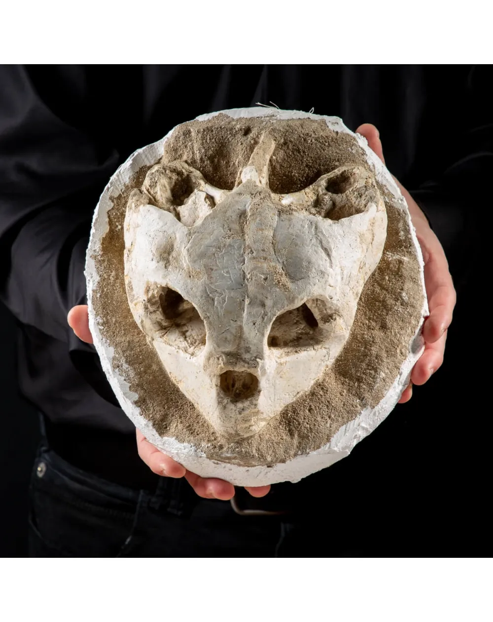 Fossile di Lytoloma