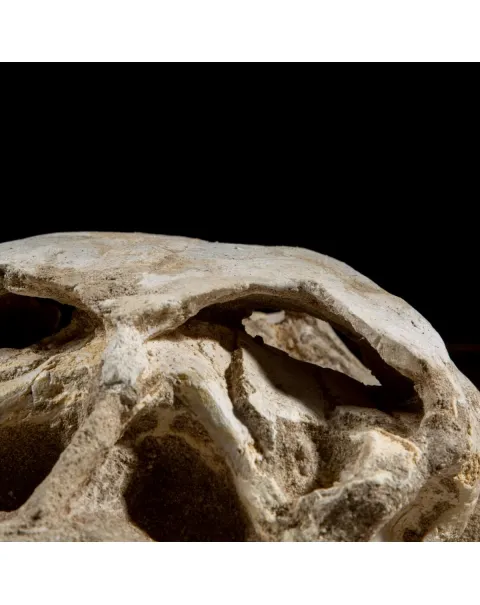 Fossile di Lytoloma