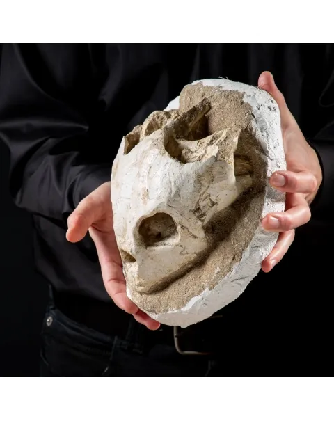 Fossile di Lytoloma