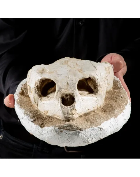 Fossile di Lytoloma