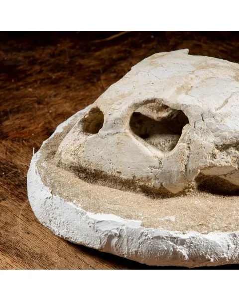 Fossile di Lytoloma