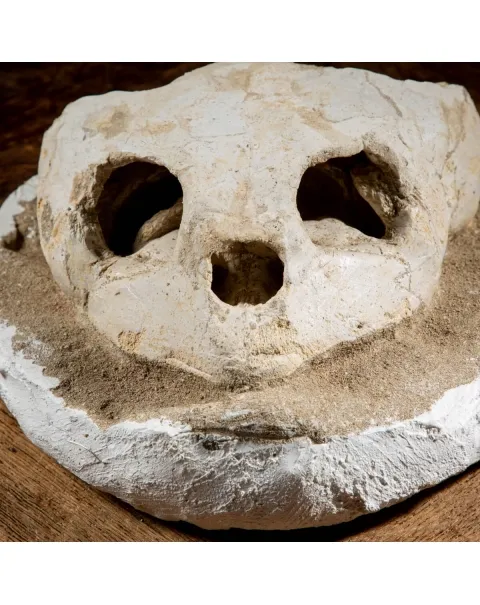 Fossile di Lytoloma