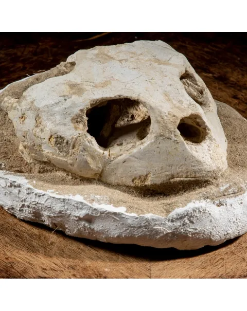 Fossile di Lytoloma