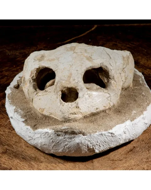 Fossile di Lytoloma