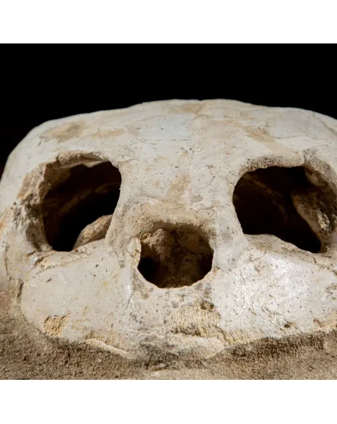 Fossile di Lytoloma