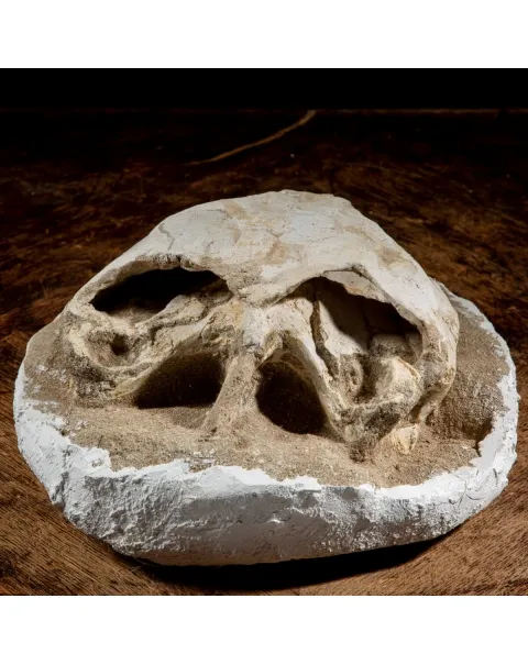 Fossile di Lytoloma
