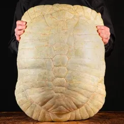 Carapaci Fossili e Uova di Tartarughe Estinte. (8)