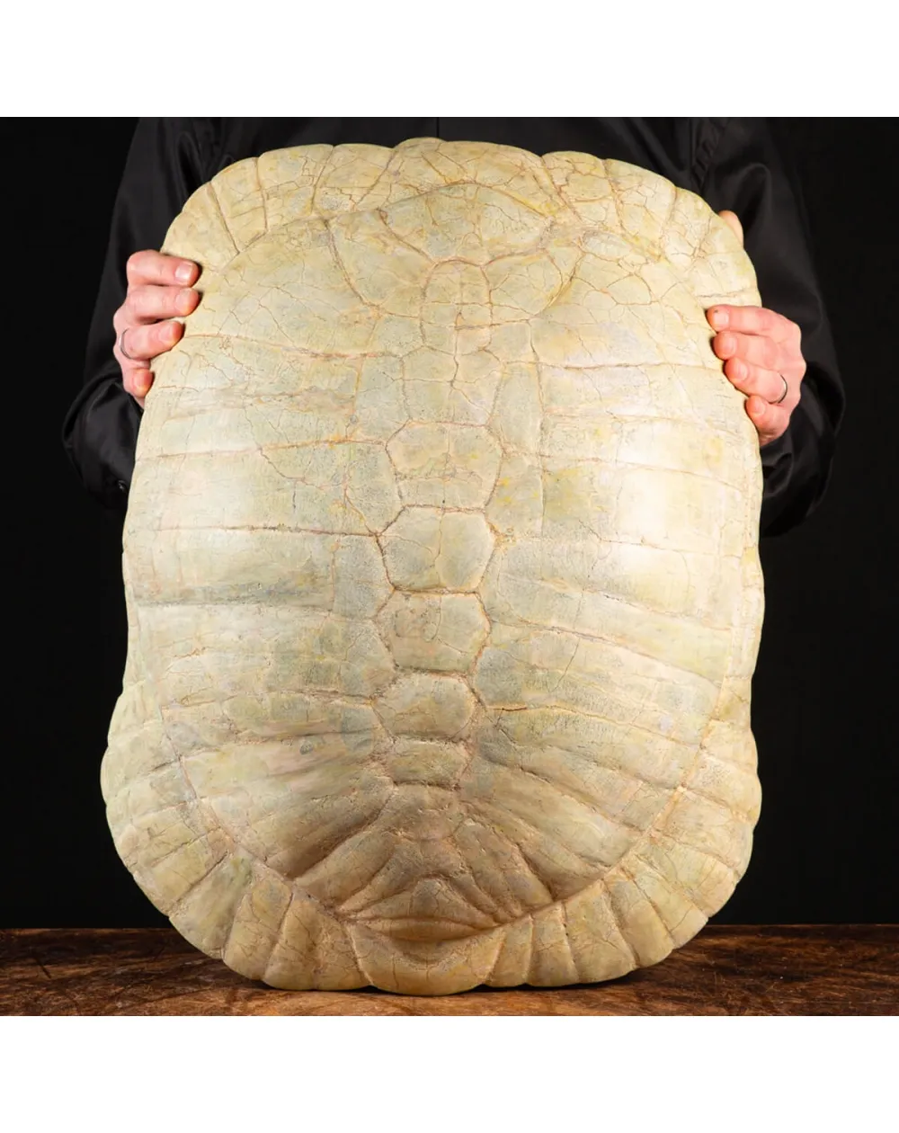 Fossile di Stylemis Nebrascensis