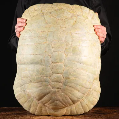 Fossile di Stylemis Nebrascensis