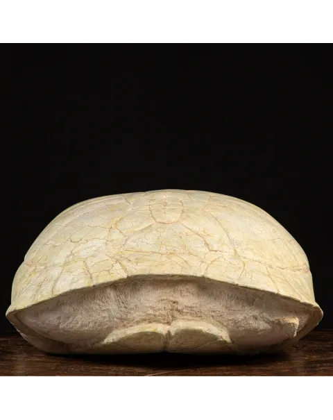 Fossile di Stylemis Nebrascensis