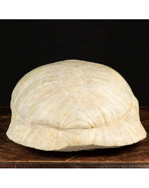 Fossile di Stylemis Nebrascensis