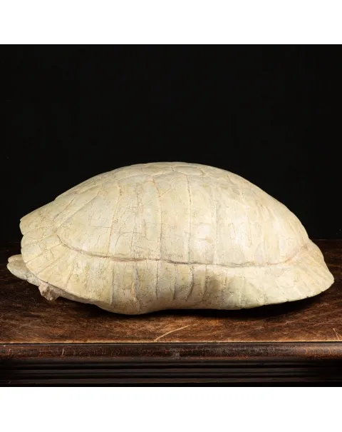 Fossile di Stylemis Nebrascensis