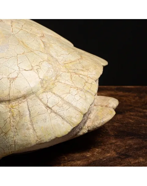 Fossile di Stylemis Nebrascensis