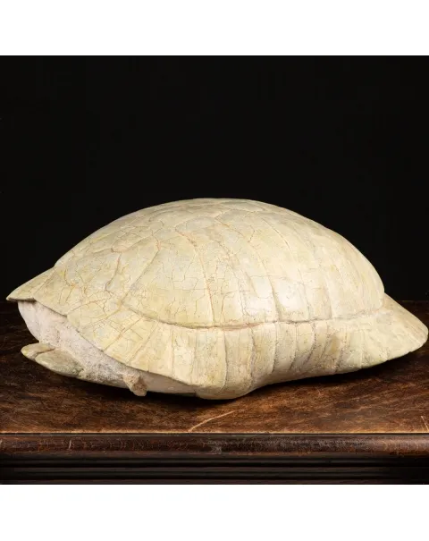Fossile di Stylemis Nebrascensis