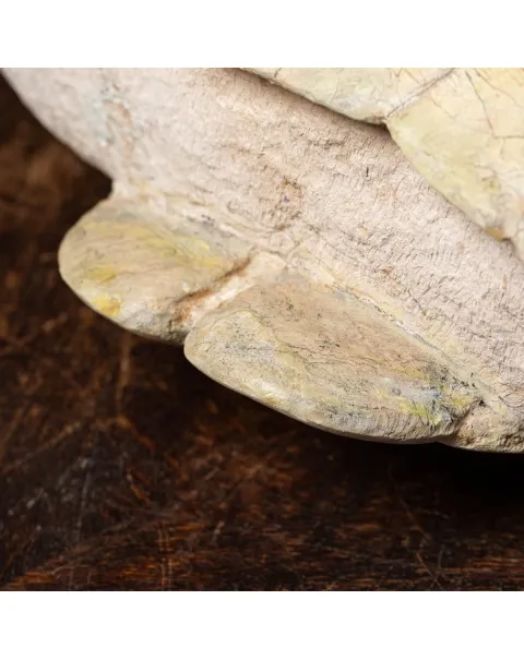 Fossile di Stylemis Nebrascensis